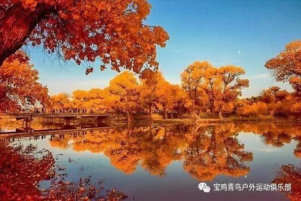白色森林逃脱